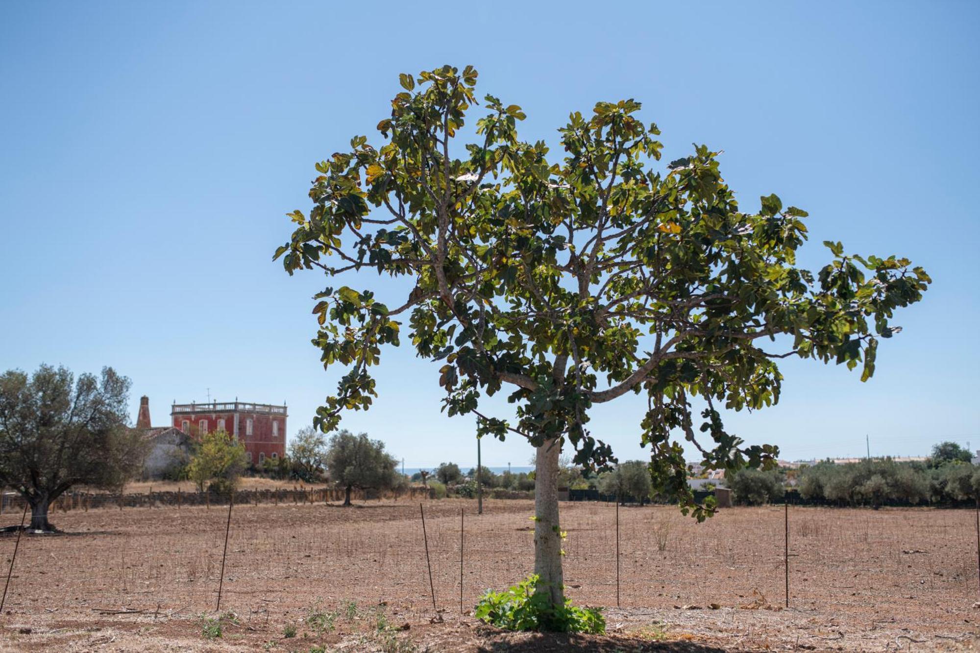 הוילה וילה נובה דה קסלה Quinta Castor מראה חיצוני תמונה