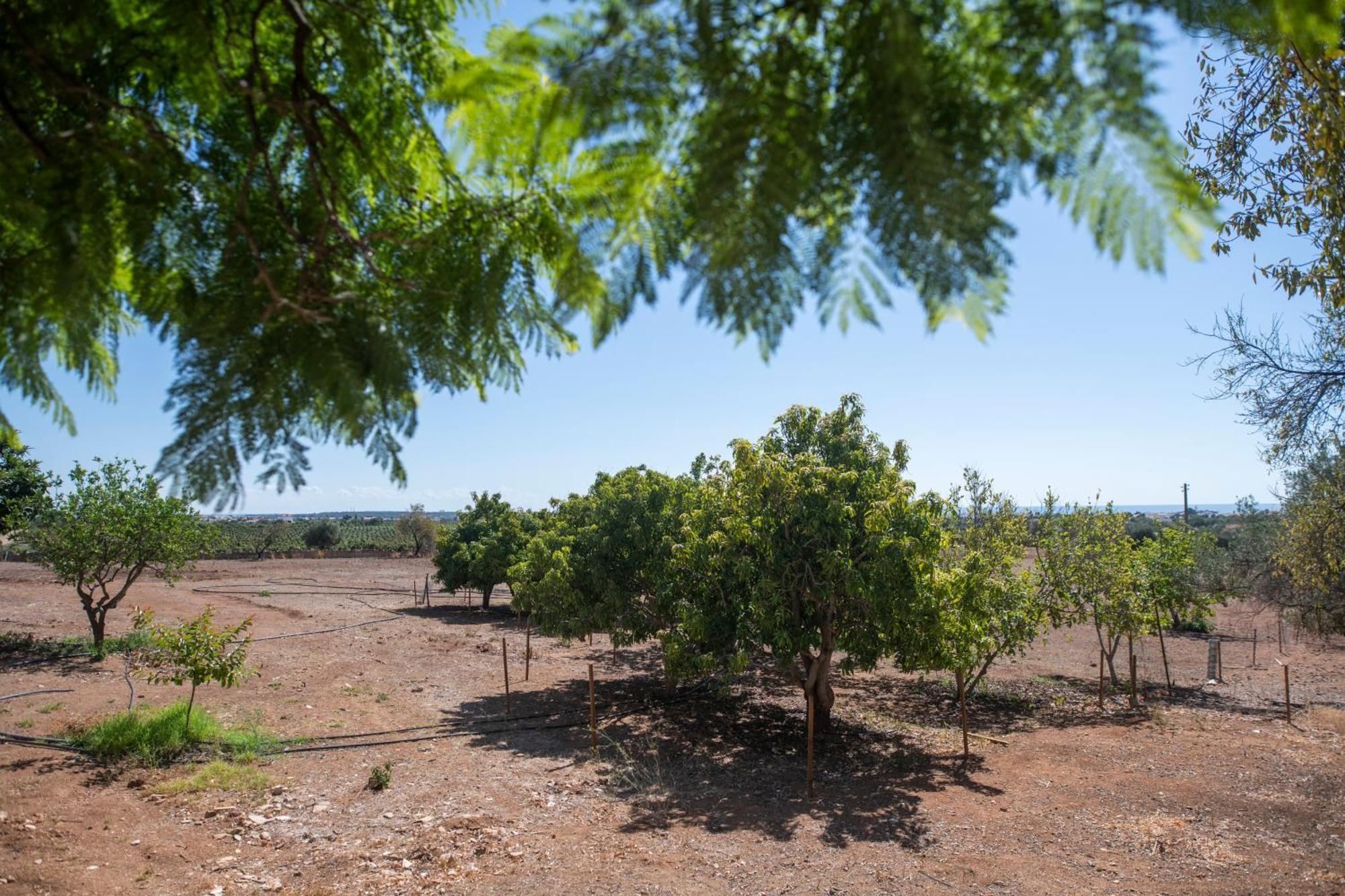 הוילה וילה נובה דה קסלה Quinta Castor מראה חיצוני תמונה