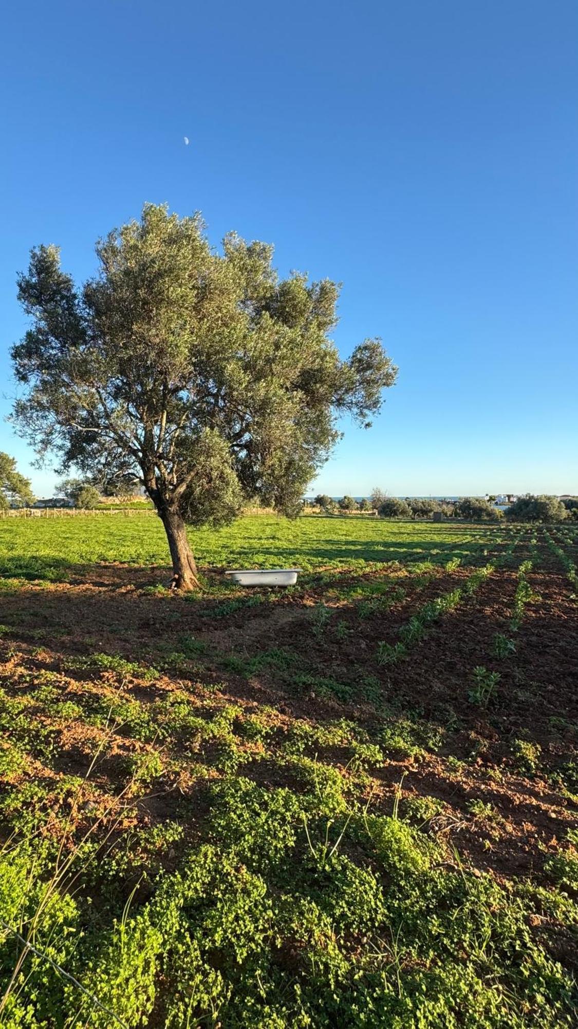 הוילה וילה נובה דה קסלה Quinta Castor מראה חיצוני תמונה